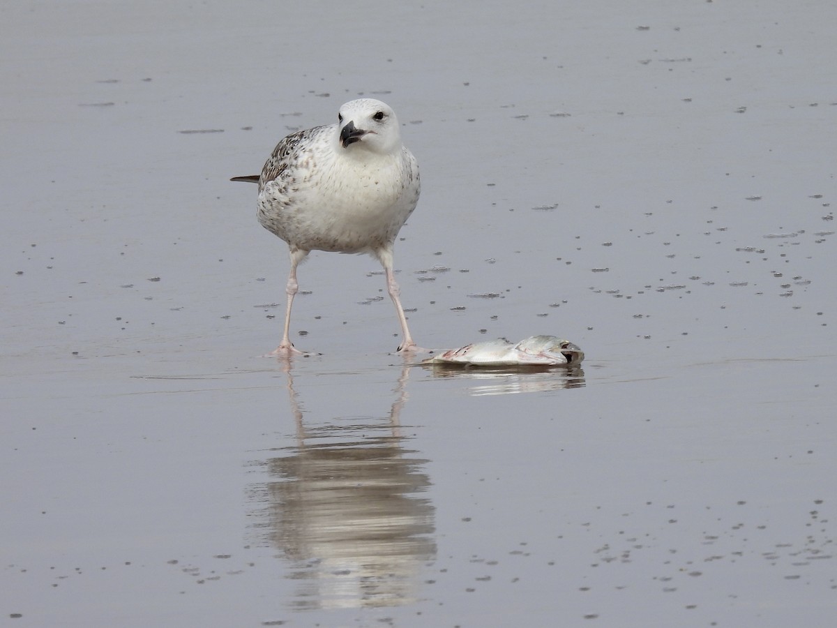 Great Black-backed Gull - ML323045541