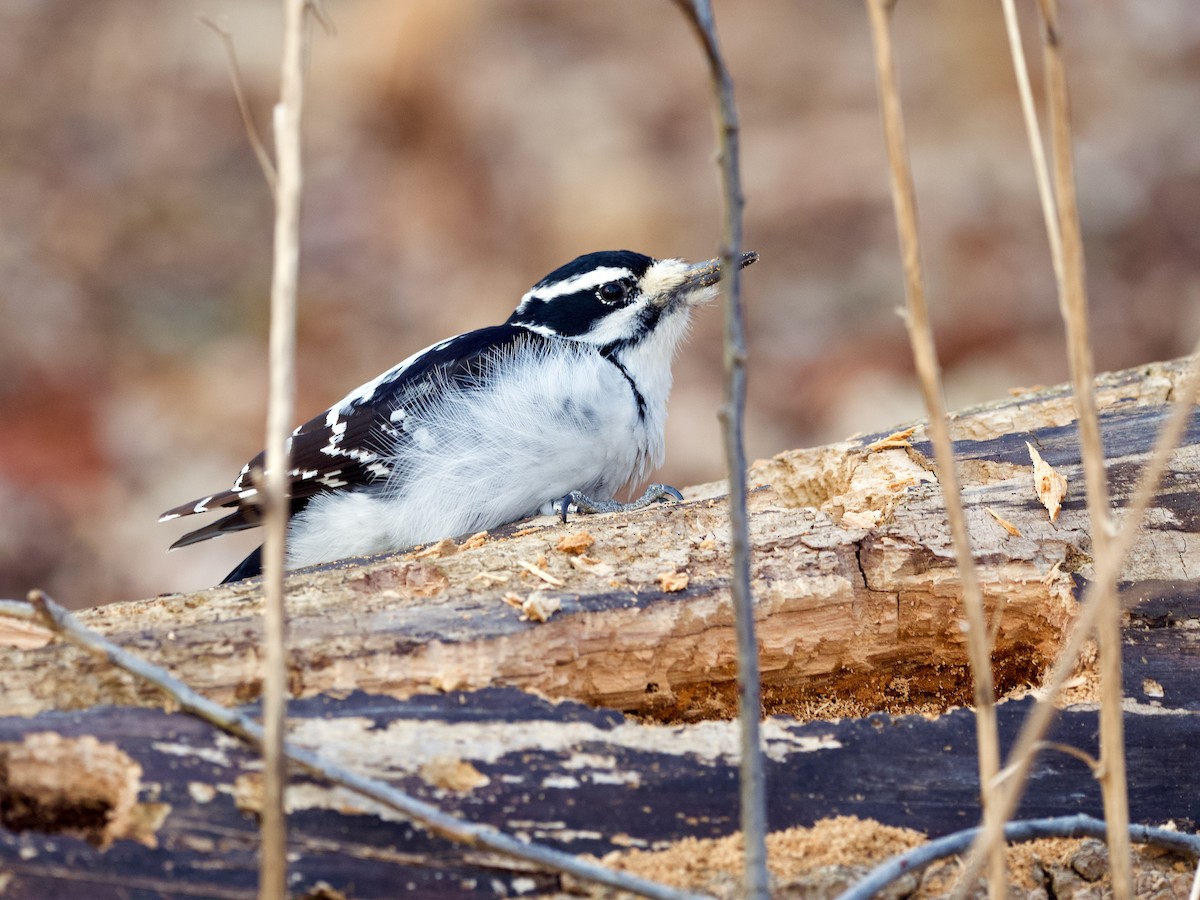 Hairy Woodpecker - ML323046061