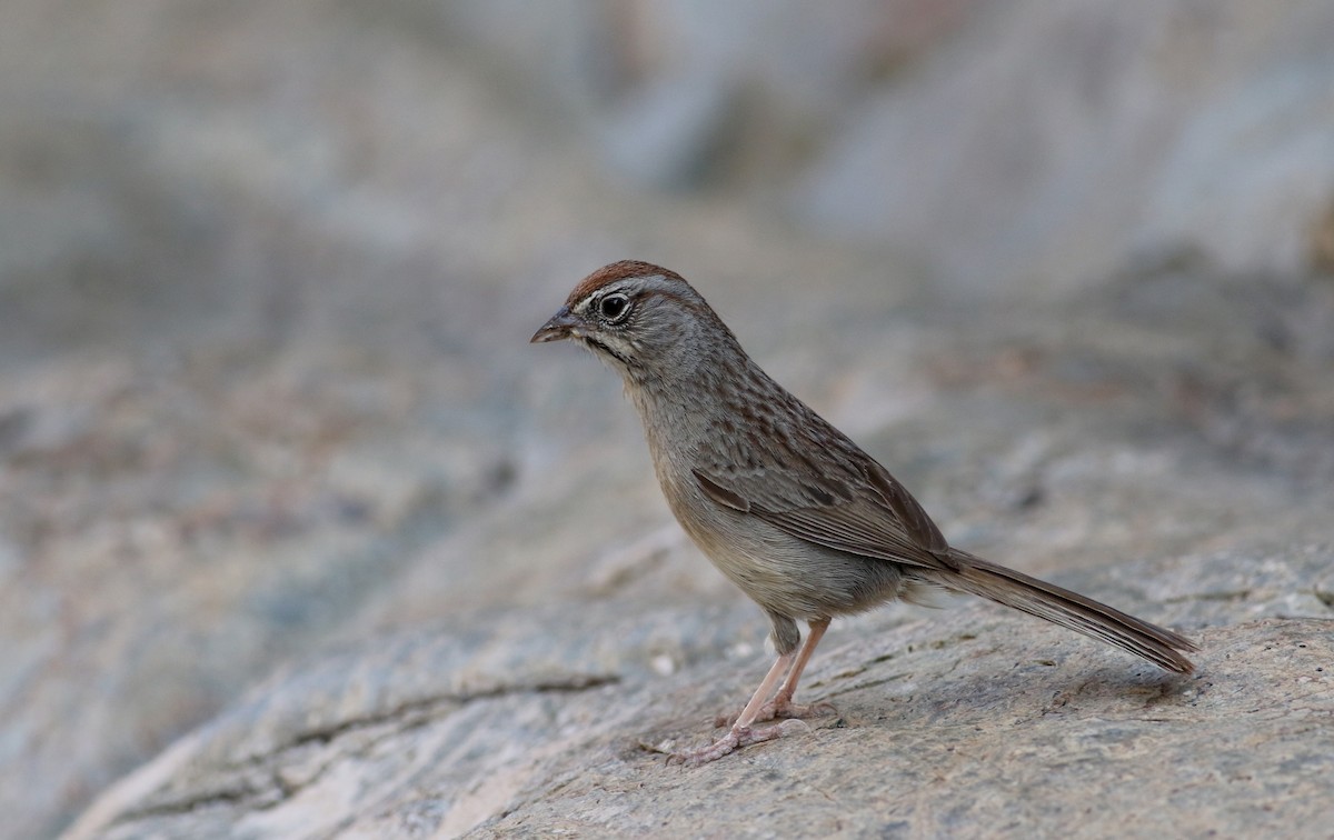 Rufous-crowned Sparrow - Jay McGowan