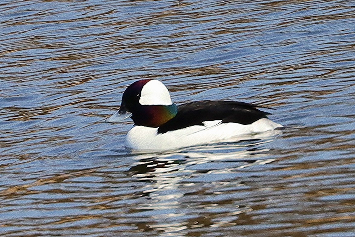 Bufflehead - Ron and Linda (Tozer) Johnston