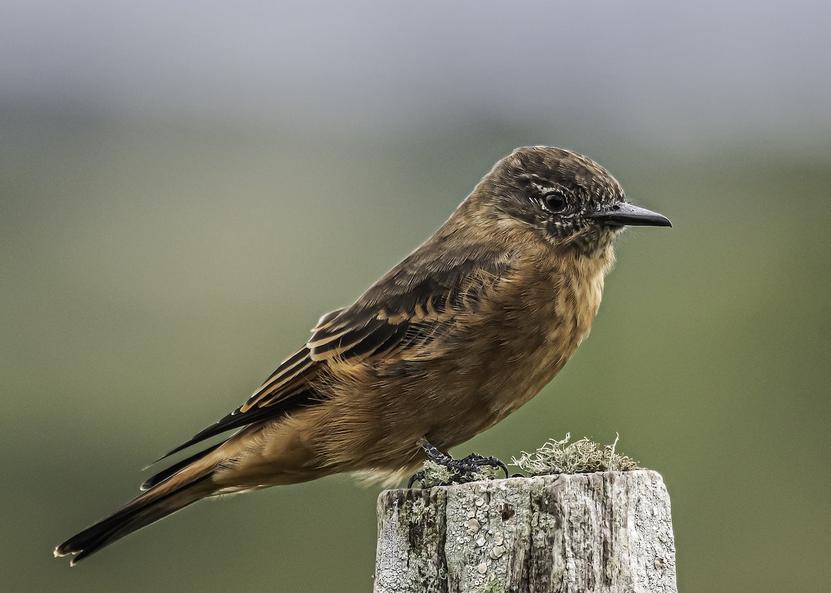 Cliff Flycatcher - ML323046951