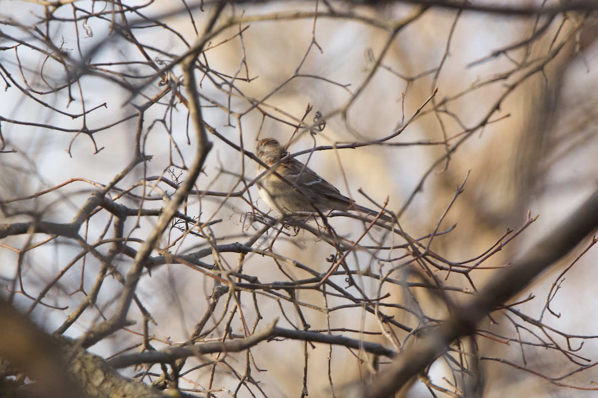 Hudson Körfezi Serçesi - ML323047761