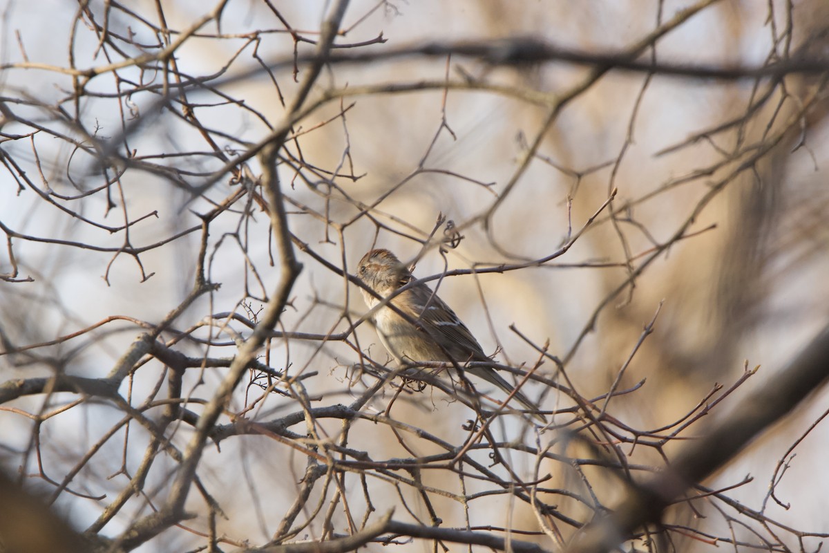 Hudson Körfezi Serçesi - ML323047841