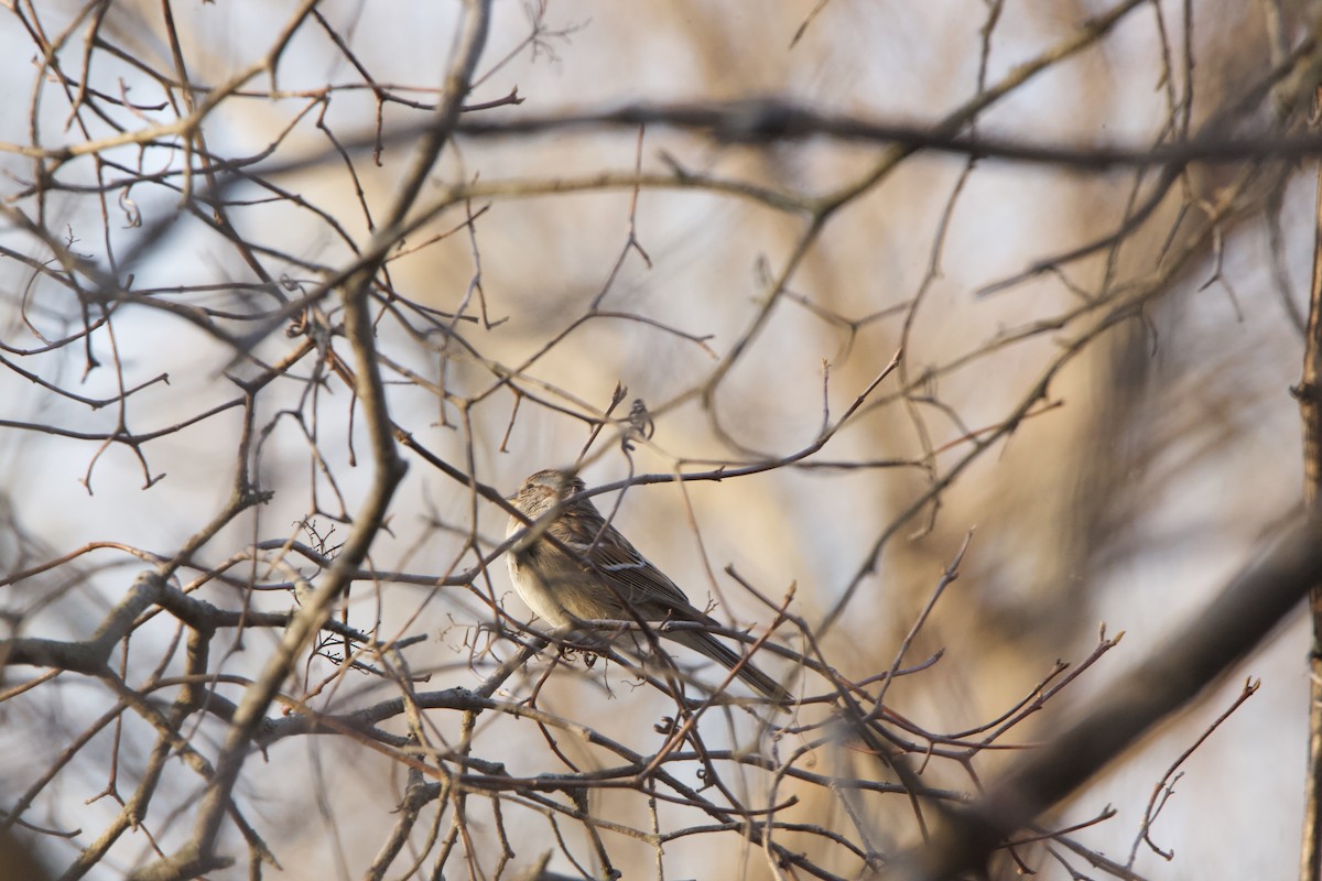 Hudson Körfezi Serçesi - ML323047851