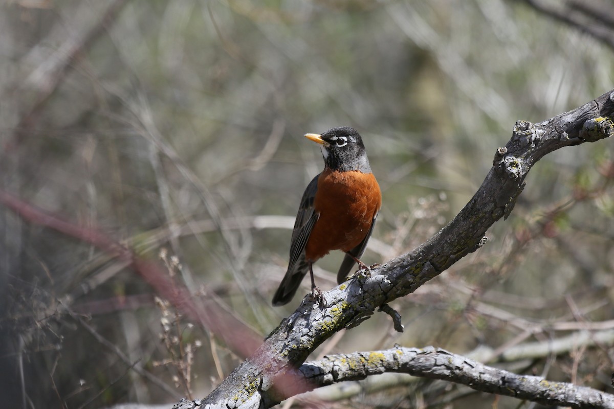 American Robin - ML323048551