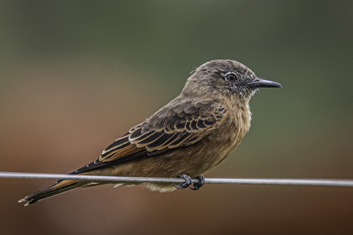 Cliff Flycatcher - ML323048771