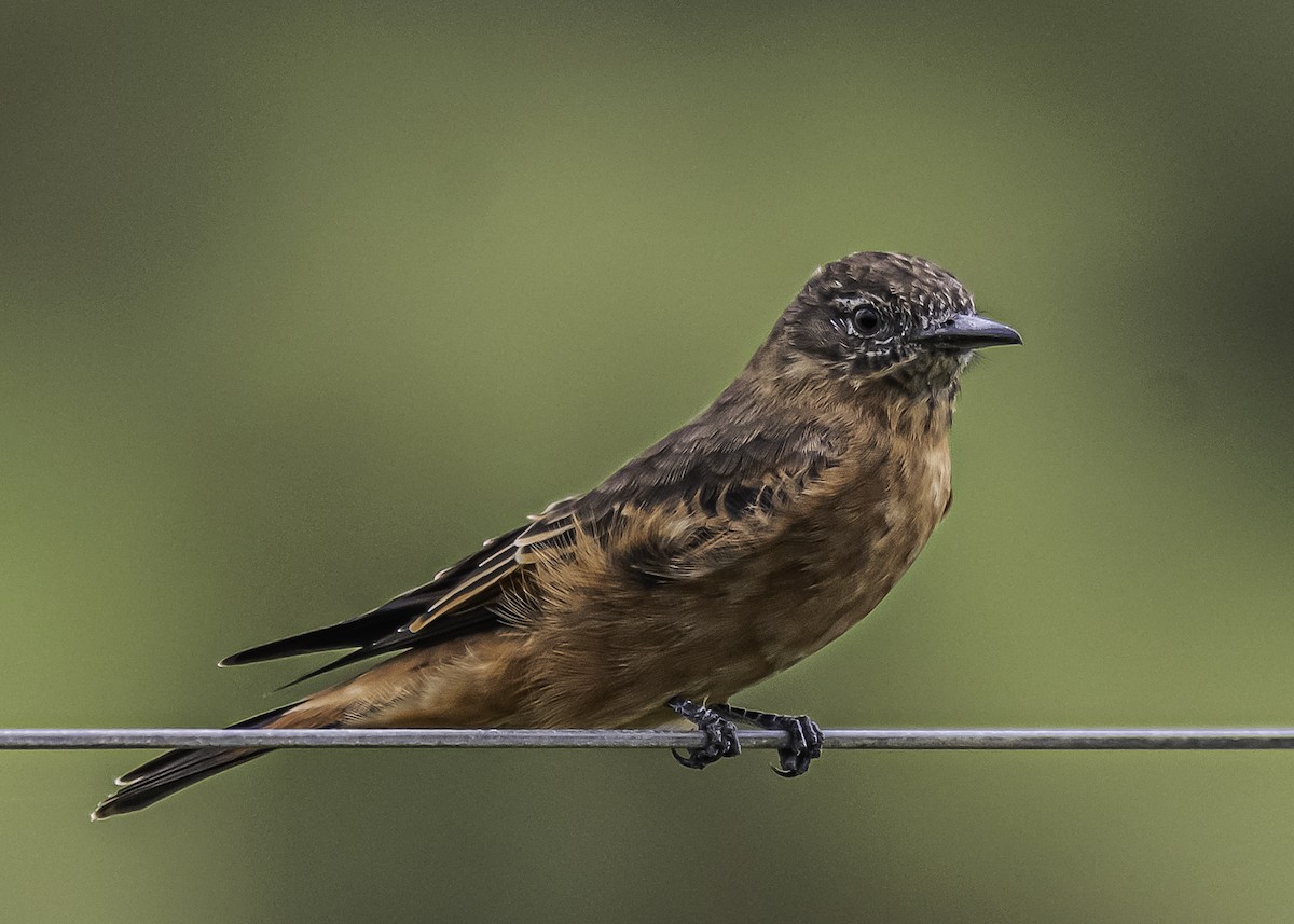 Cliff Flycatcher - ML323049211