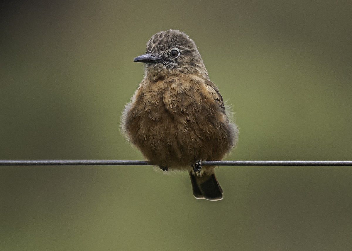 Cliff Flycatcher - ML323049431