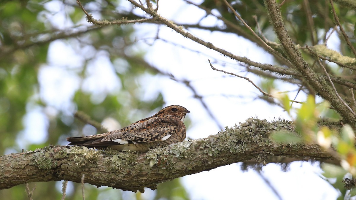 Common Nighthawk - Tim Lenz