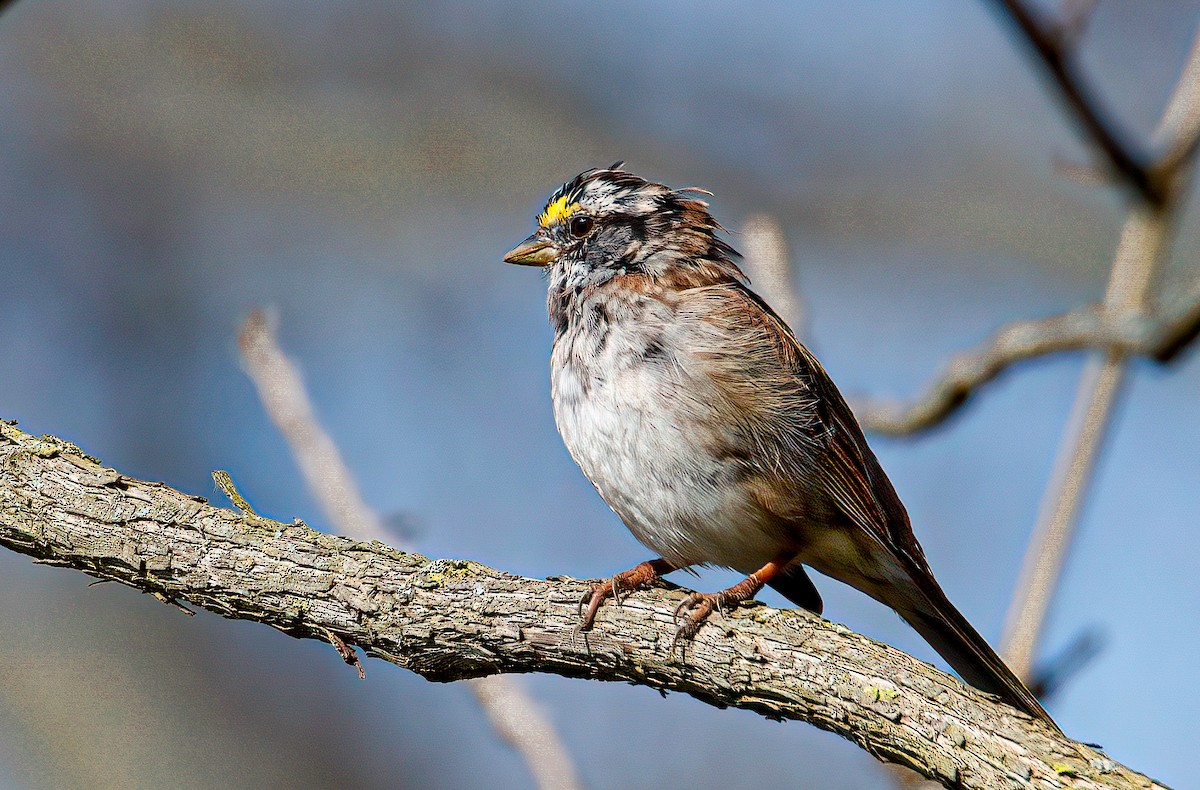 White-throated Sparrow - ML323053251