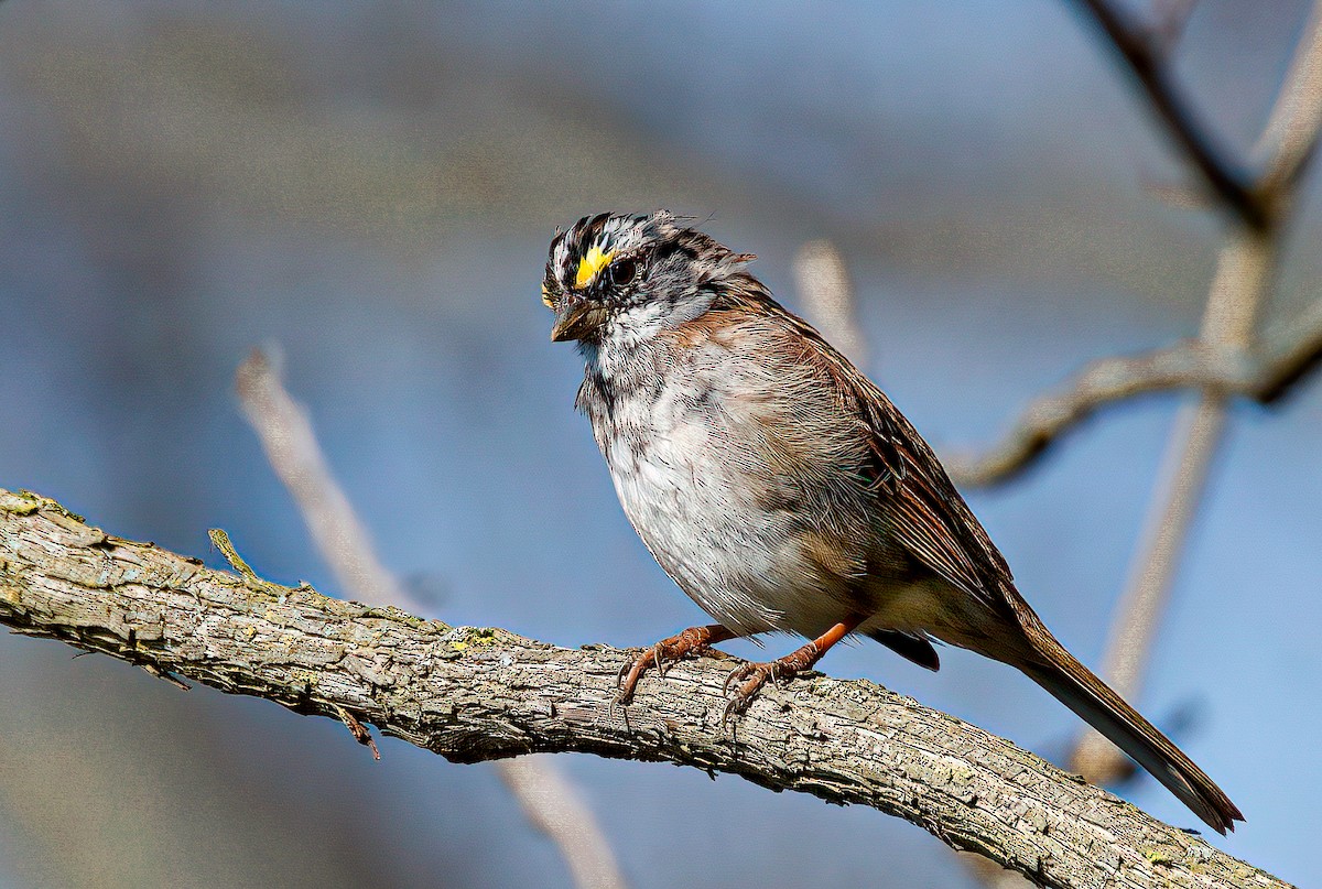White-throated Sparrow - ML323053401
