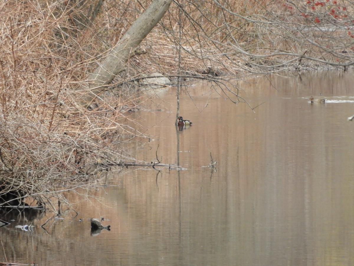 Wood Duck - ML323055471