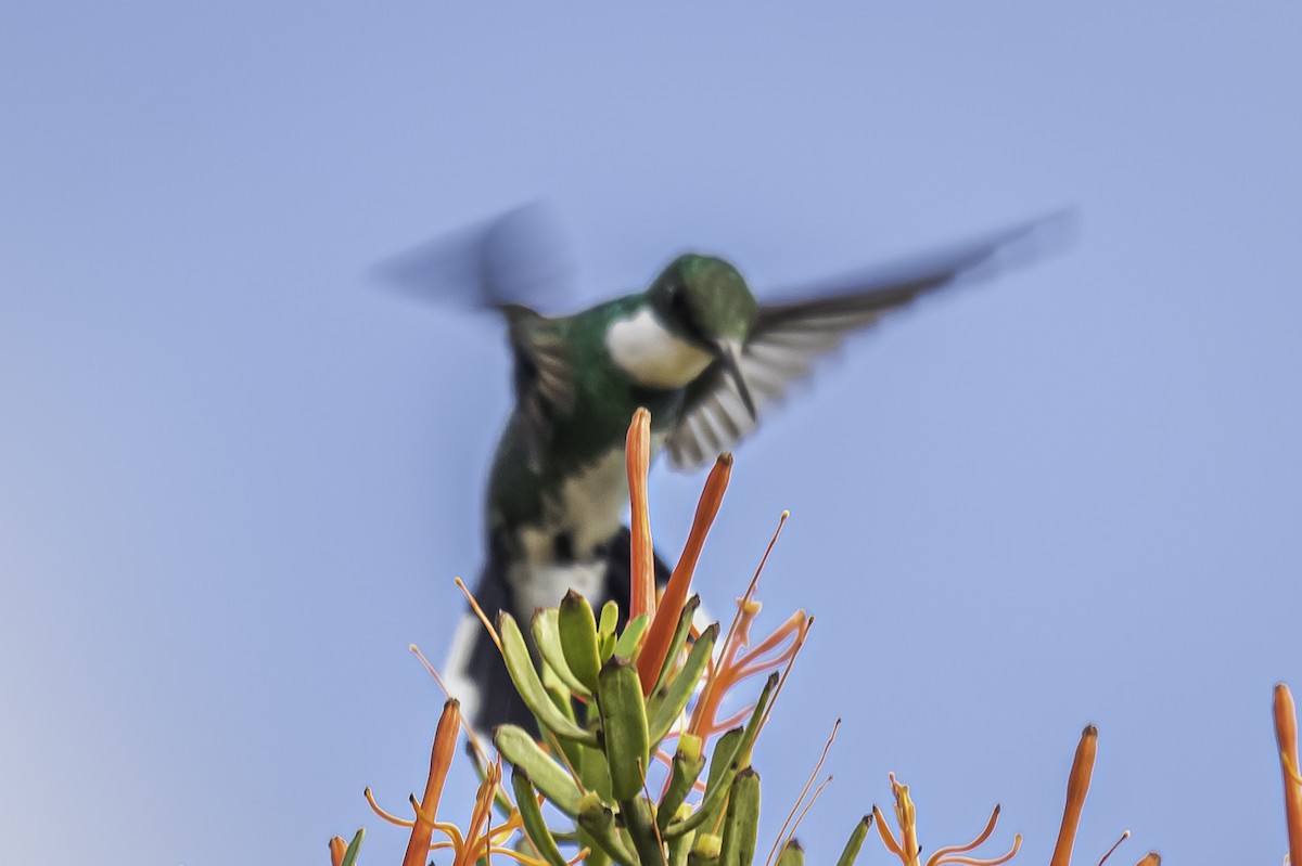 White-throated Hummingbird - ML323056331