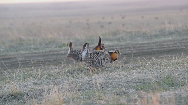 Greater Prairie-Chicken - ML323058561