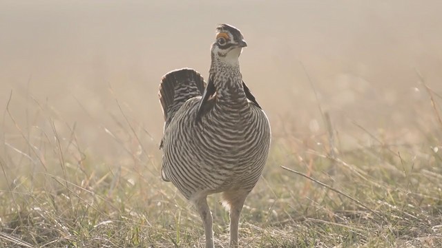 Tétras des prairies - ML323058771