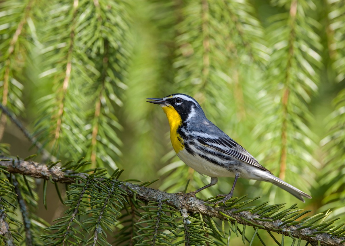 Yellow-throated Warbler - Joe Bailey