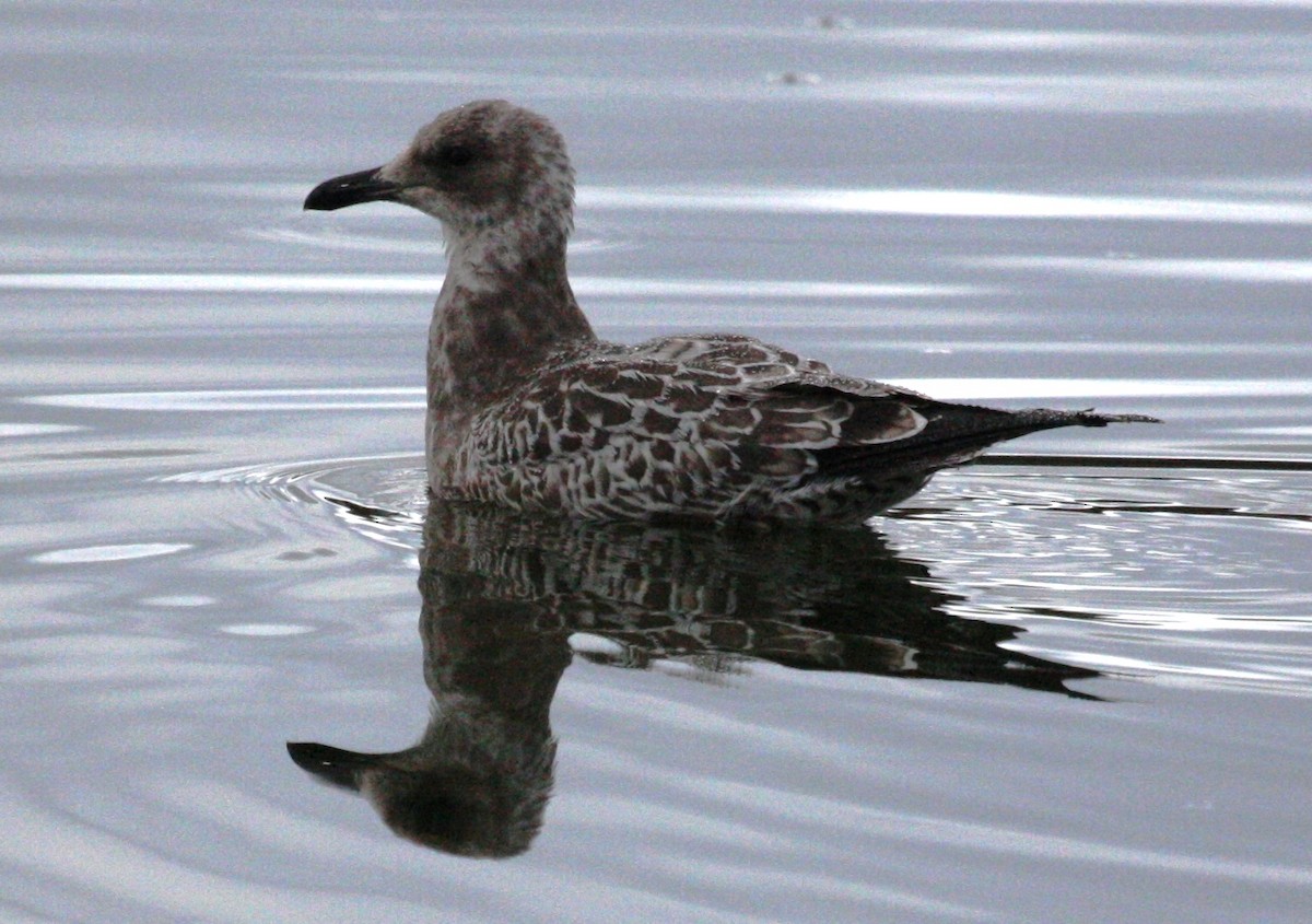 California Gull - ML32306051