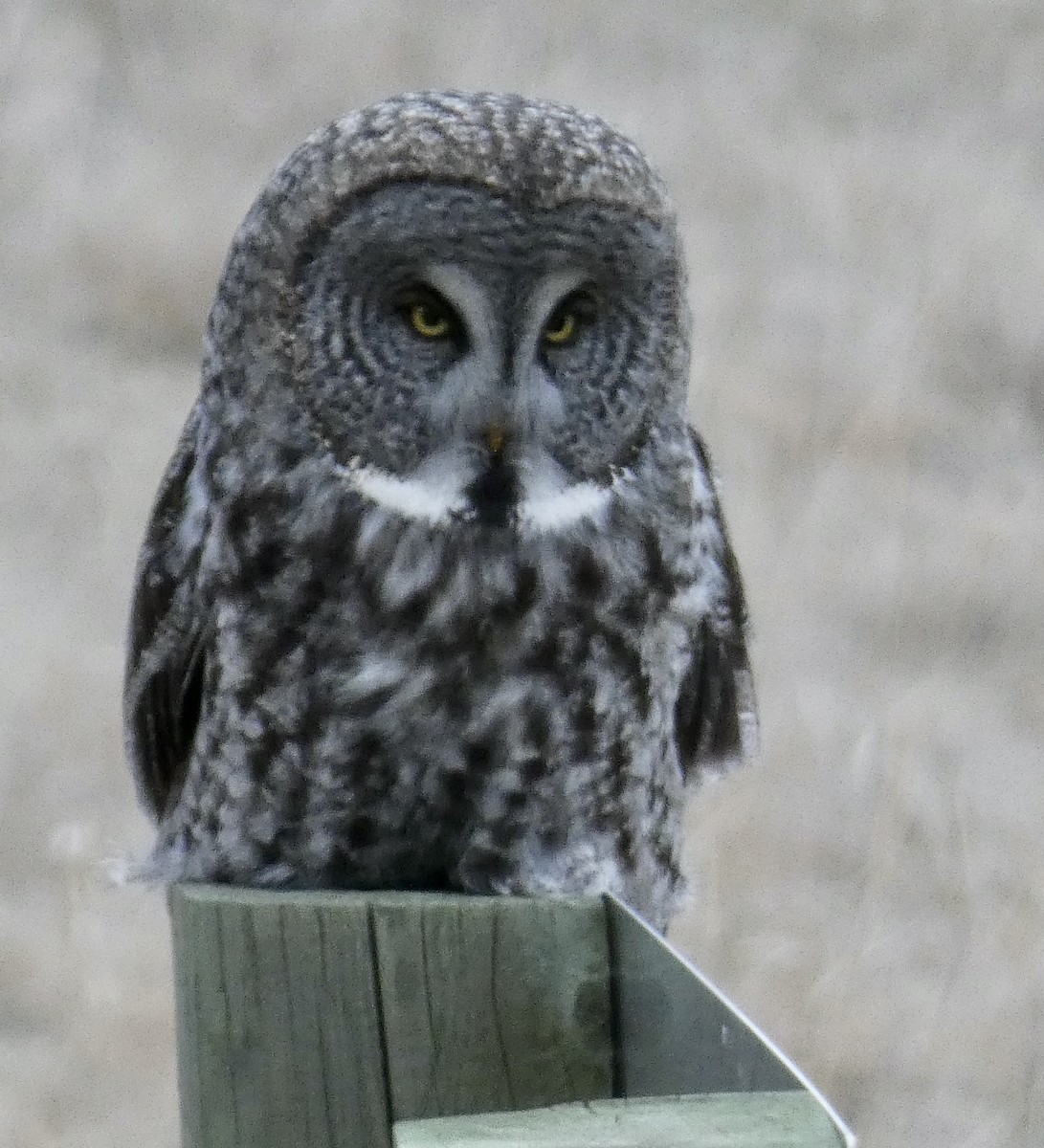 Great Gray Owl - ML323060971