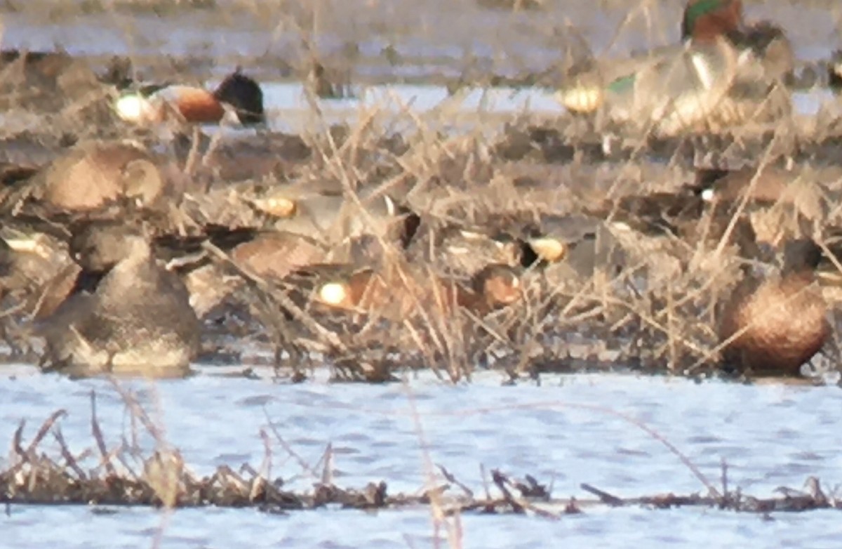 Blue-winged x Cinnamon Teal (hybrid) - ML323061101