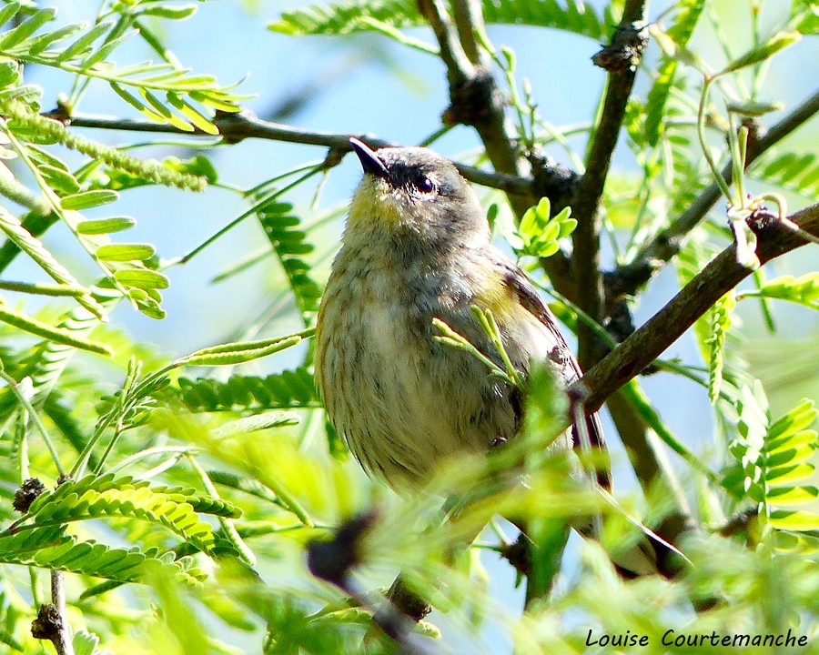 Yellow-rumped Warbler (Audubon's) - Louise Courtemanche 🦅