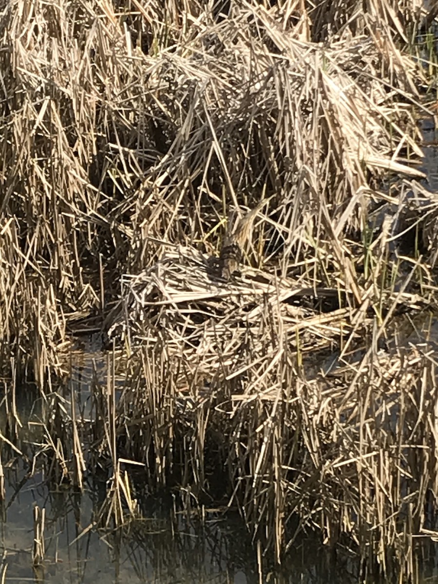 American Bittern - ML323061321