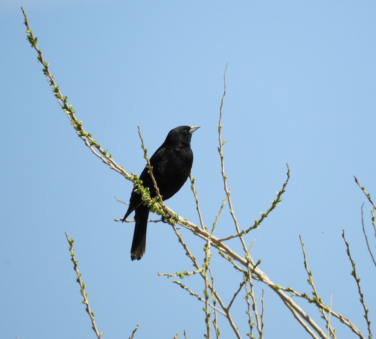 Brewer's Blackbird - ML323063271