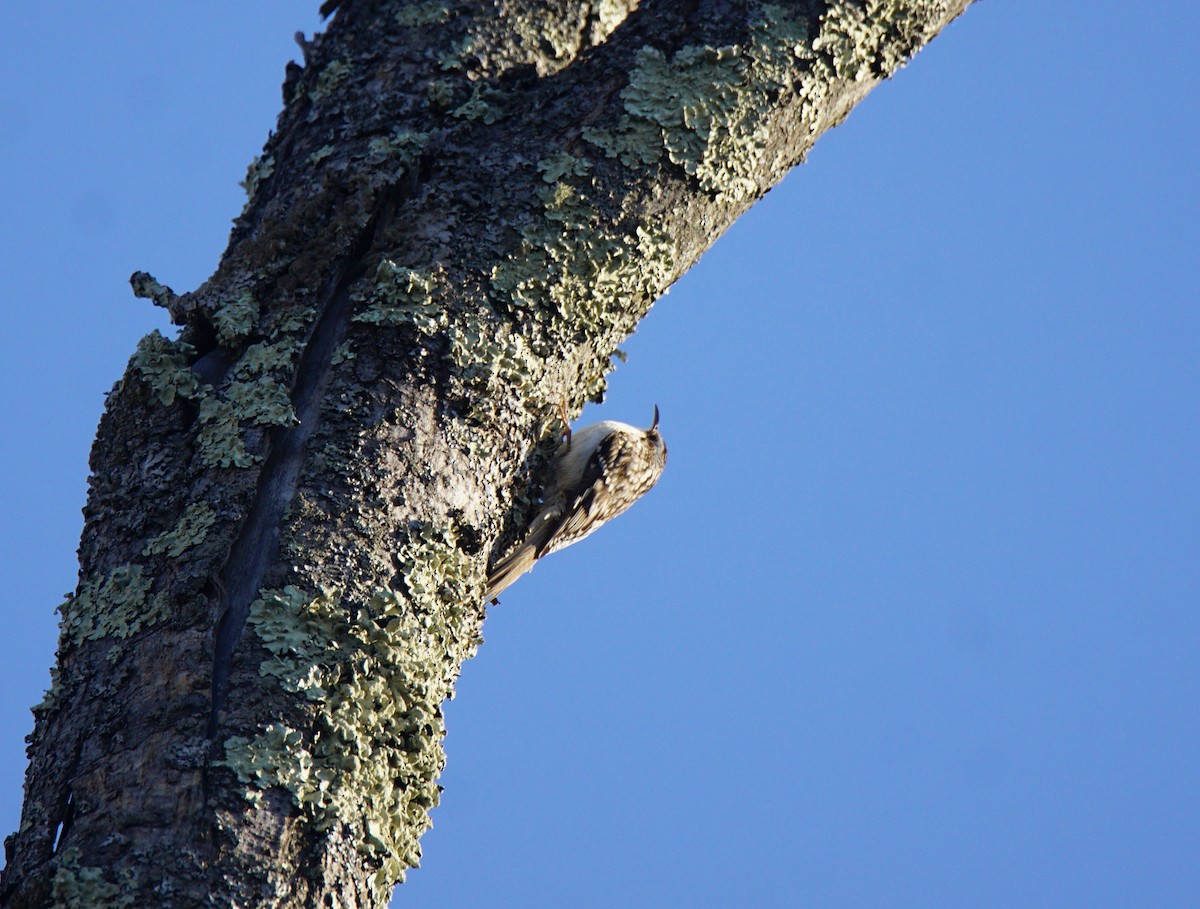 Brown Creeper - ML323063831