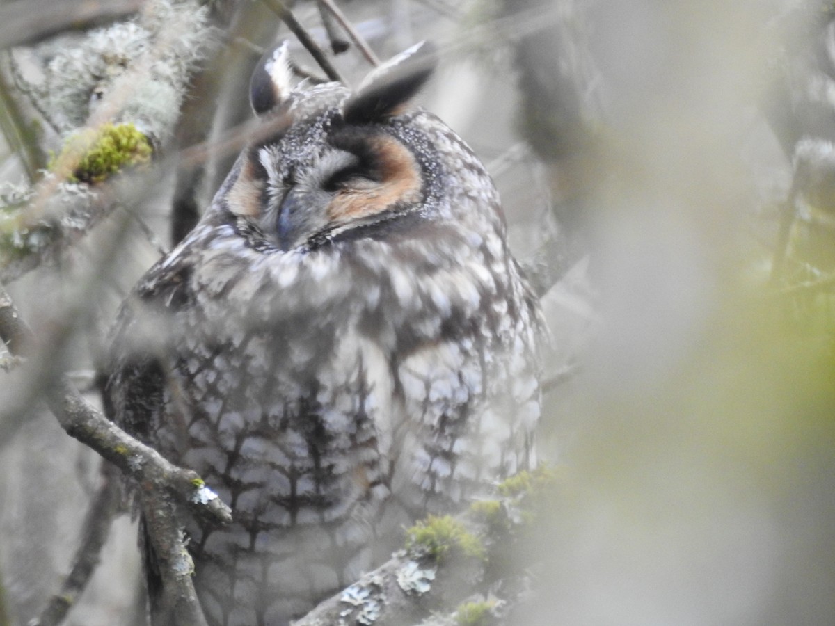 Long-eared Owl - Anna Pickering