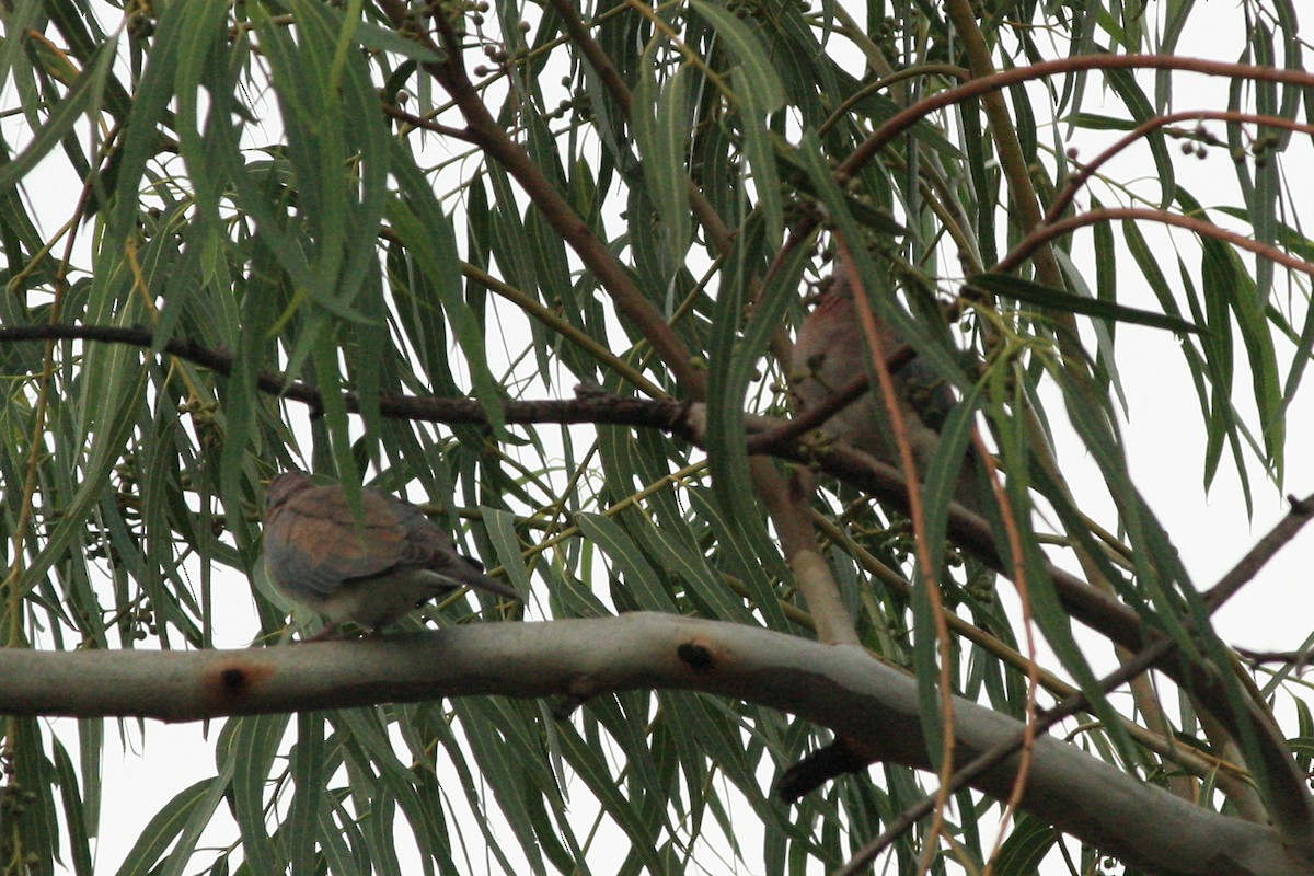 Tórtola Senegalesa - ML32306541