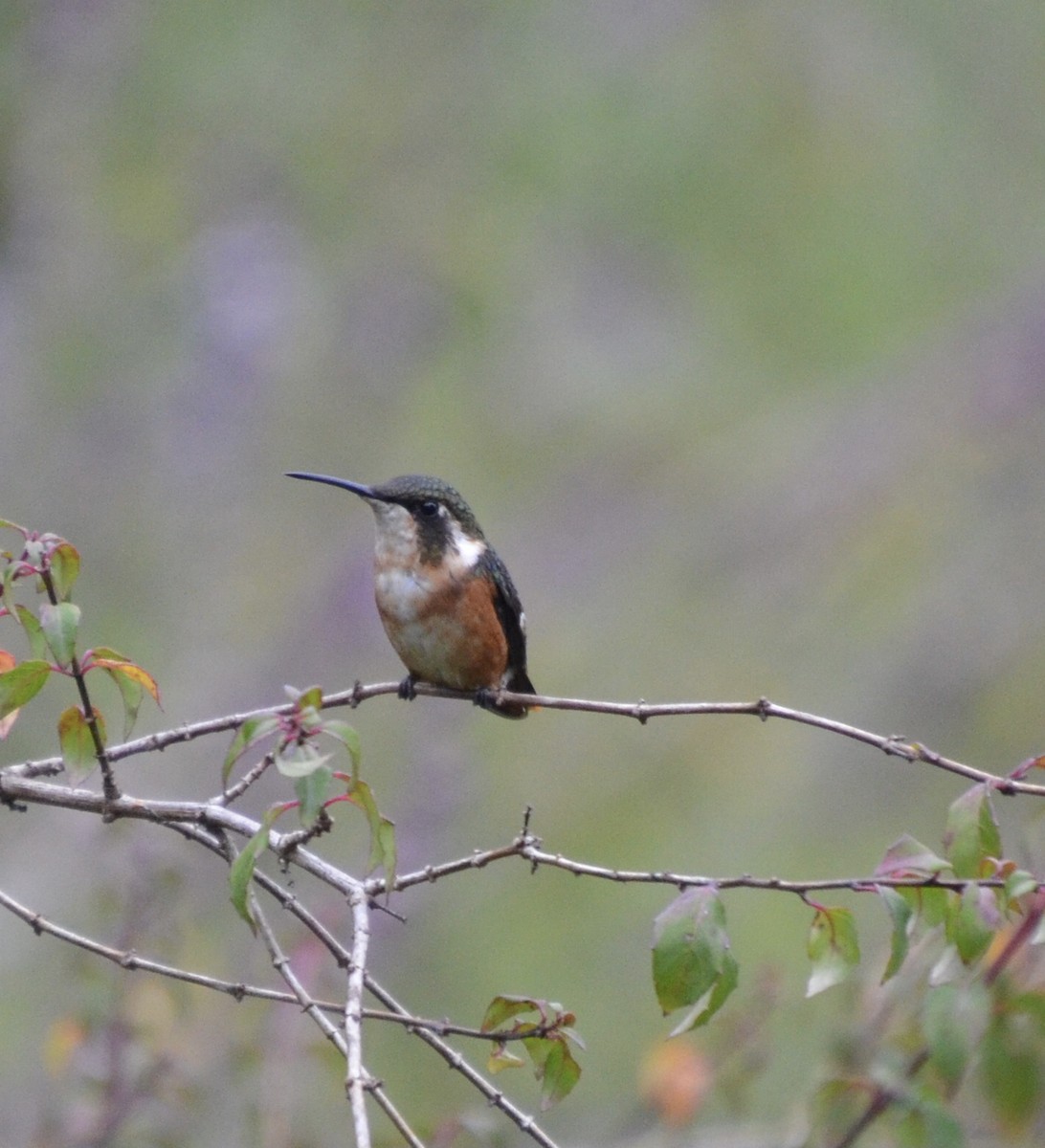 White-bellied Woodstar - Jonathan Heller