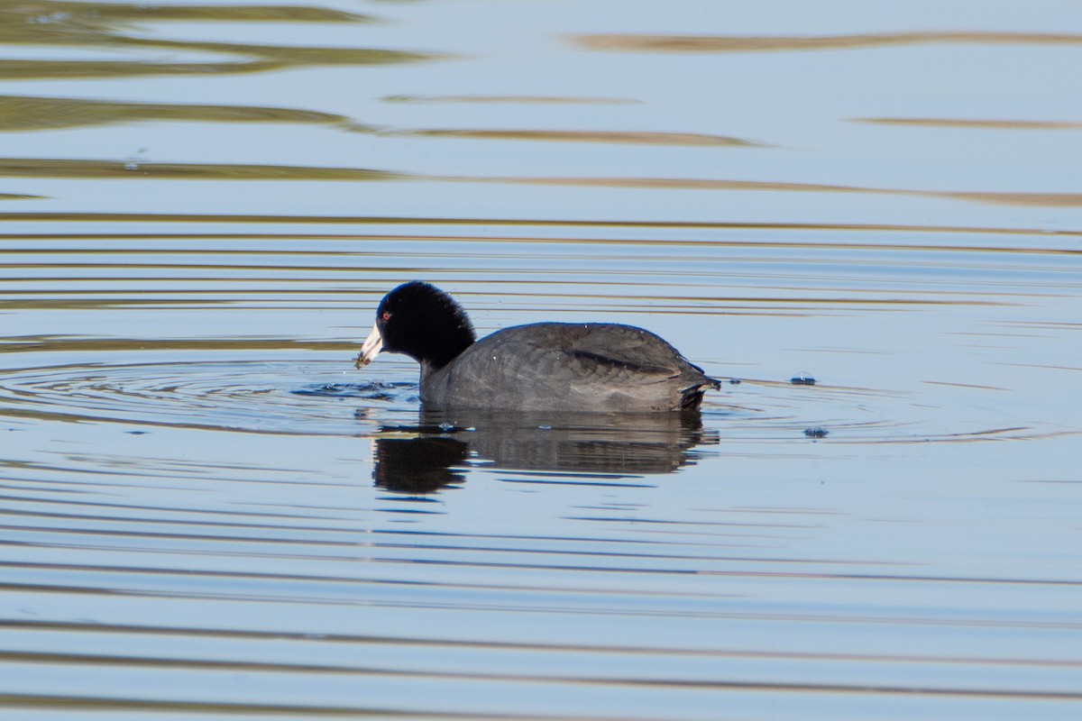 American Coot - ML323066891