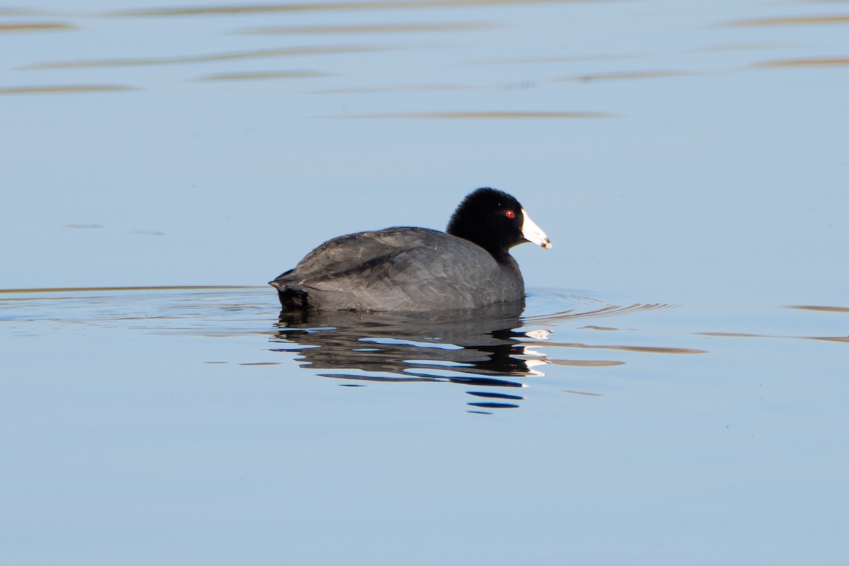 American Coot - ML323066931