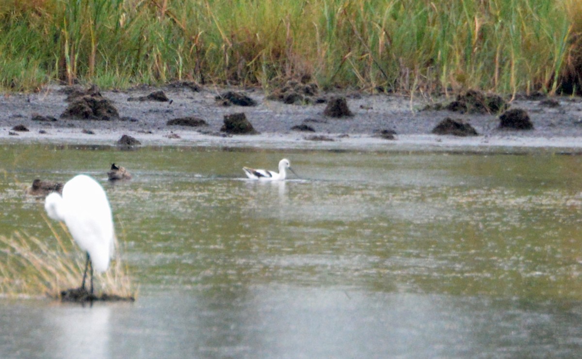 Avocette d'Amérique - ML323067811