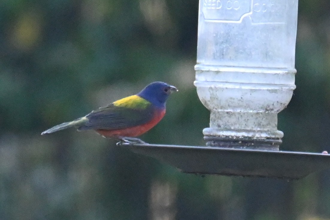 Painted Bunting - ML323068891
