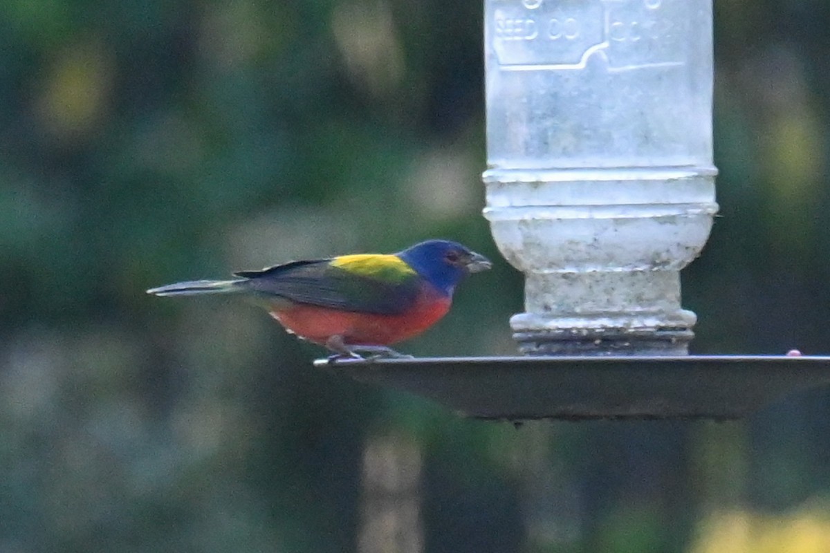 Painted Bunting - ML323068901