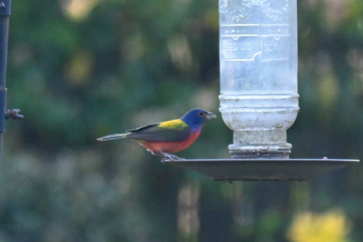 Painted Bunting - ML323068911