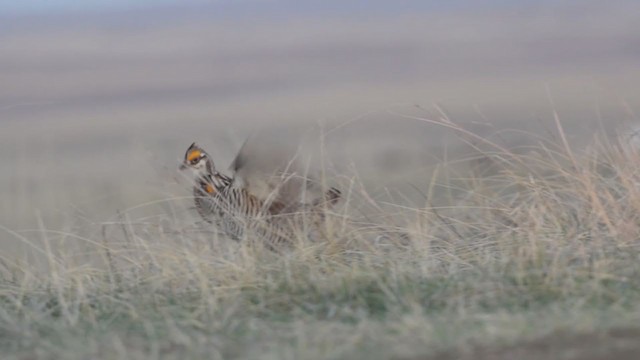 Tétras des prairies - ML323069041