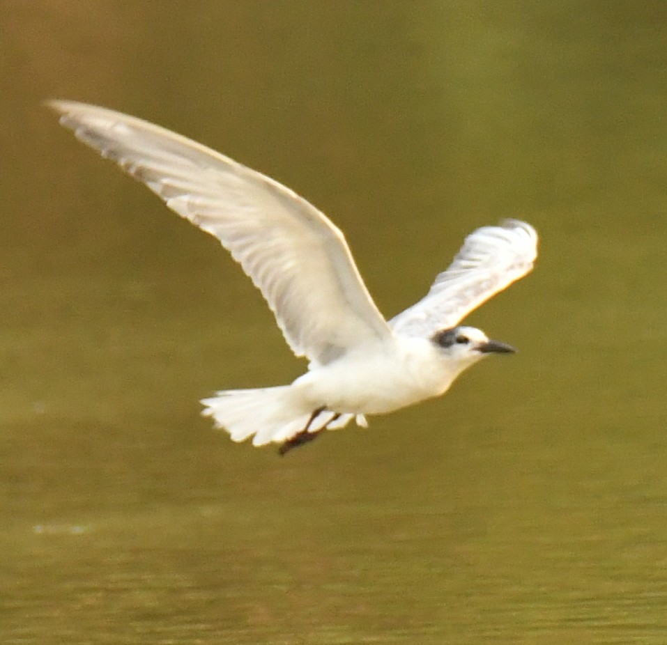 Whiskered Tern - ML323069271