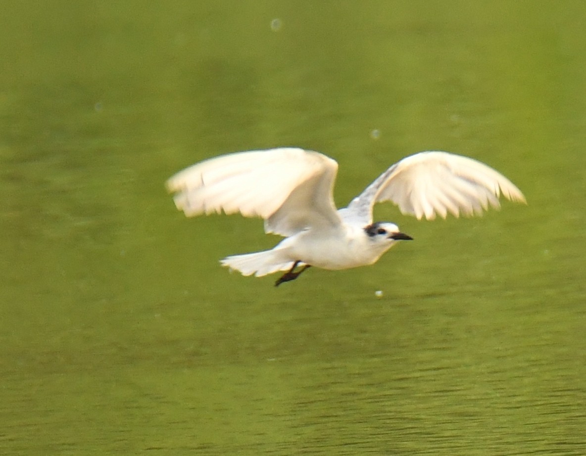 Whiskered Tern - ML323069281