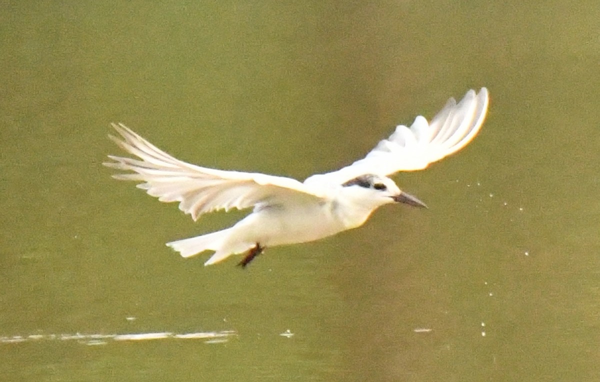 Whiskered Tern - ML323069501