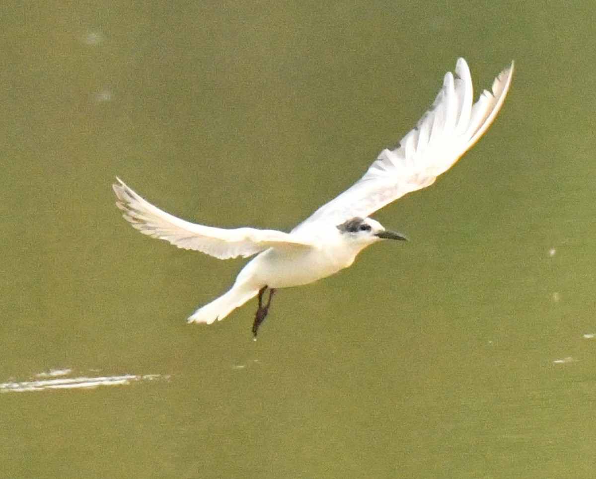 Whiskered Tern - Mohanan Choron