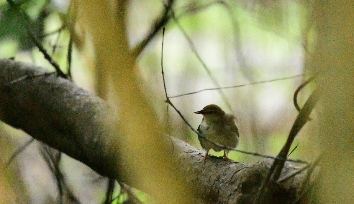 Swainson's Warbler - ML323069821