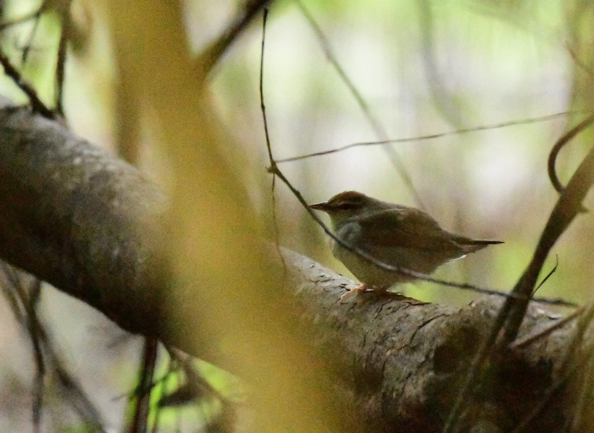 Swainson's Warbler - ML323069831