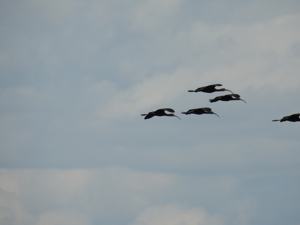 White-faced Ibis - ML32307031