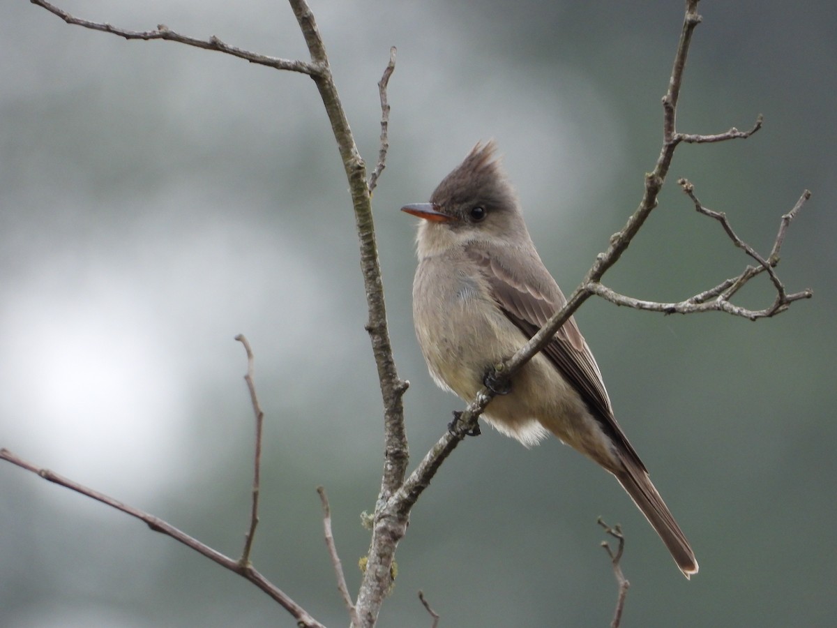 Greater Pewee - ML323071021