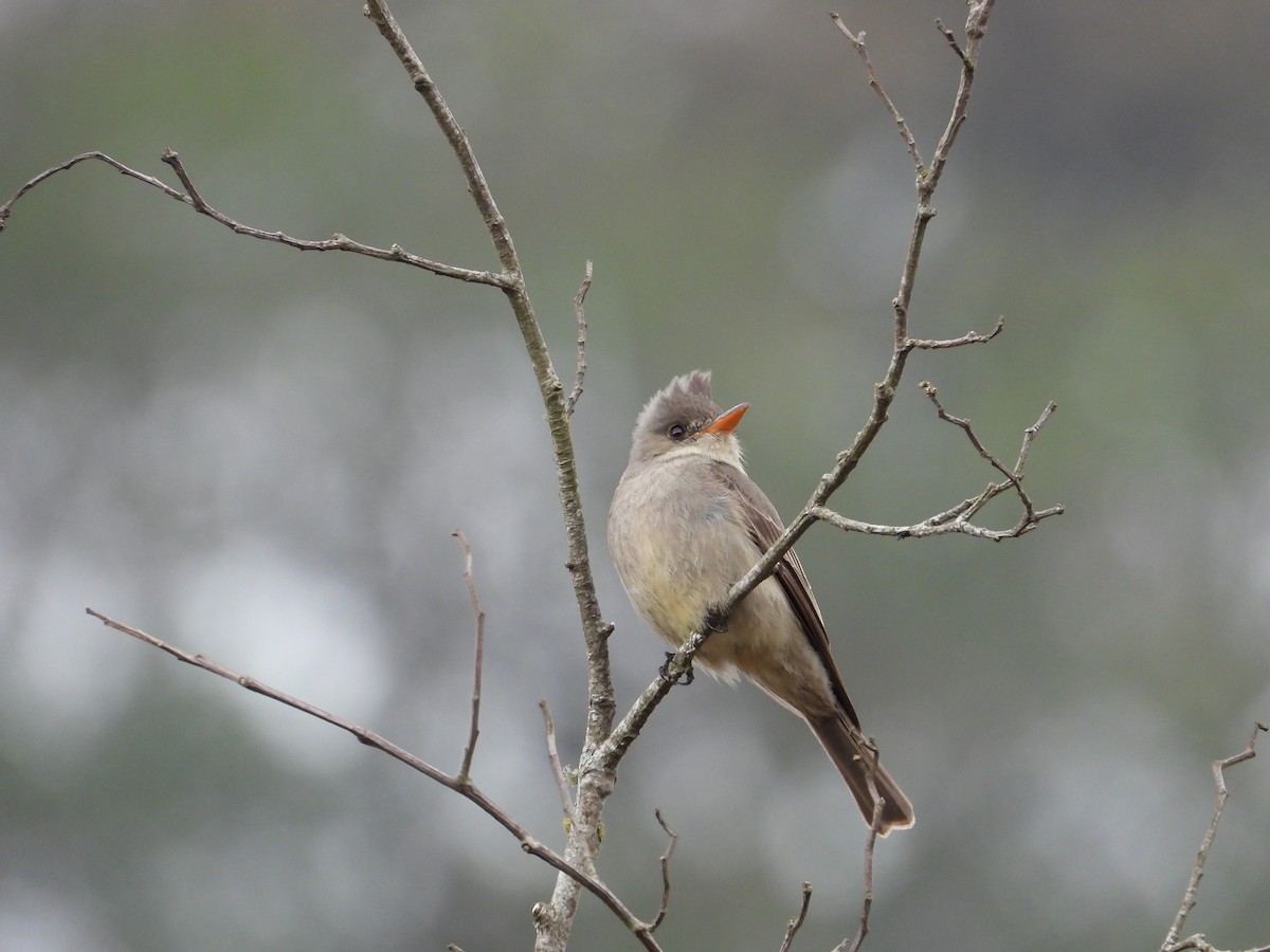 Greater Pewee - ML323071141