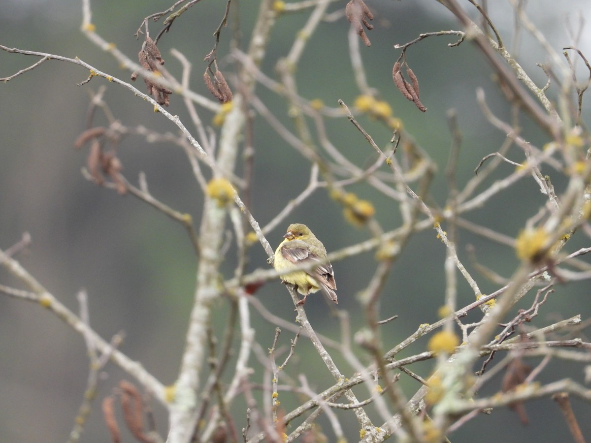 Lesser Goldfinch - ML323071281