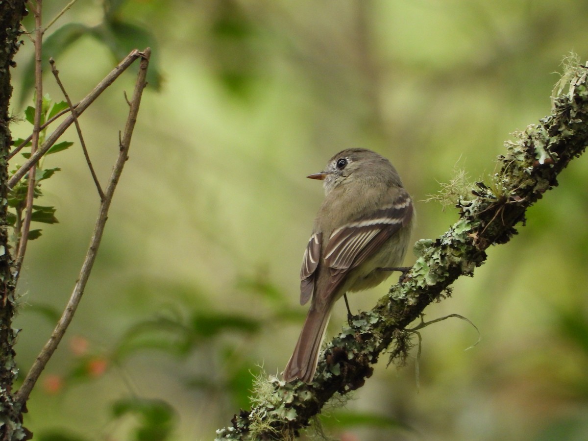 Hammond's Flycatcher - ML323071911