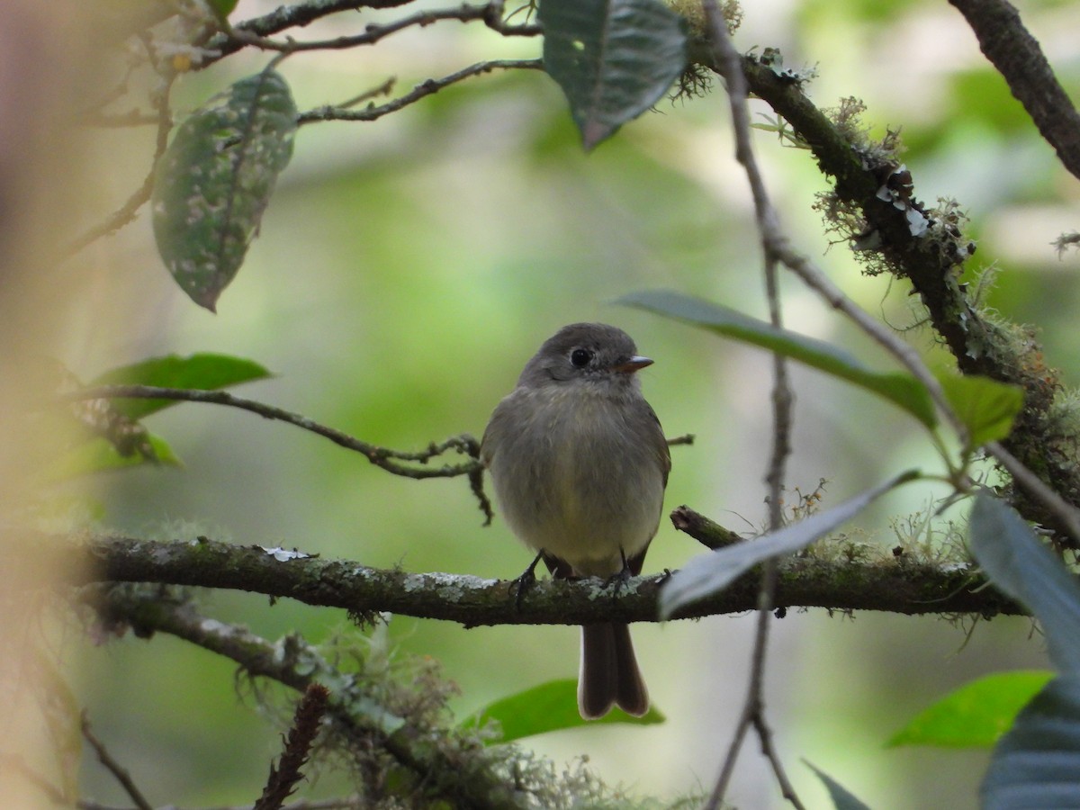 Hammond's Flycatcher - ML323071961