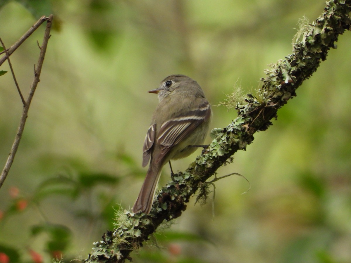 Hammond's Flycatcher - ML323071971